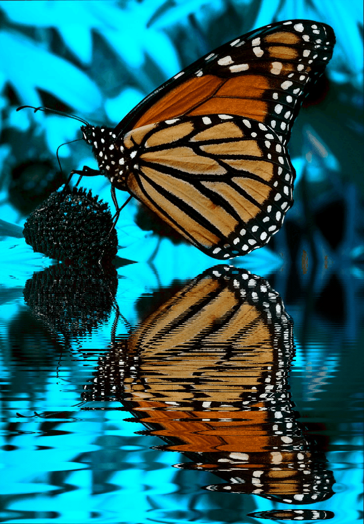 Good morning friends.. butterfly gif reflection...