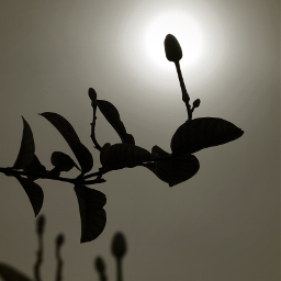 photography flower silhouette light sepia