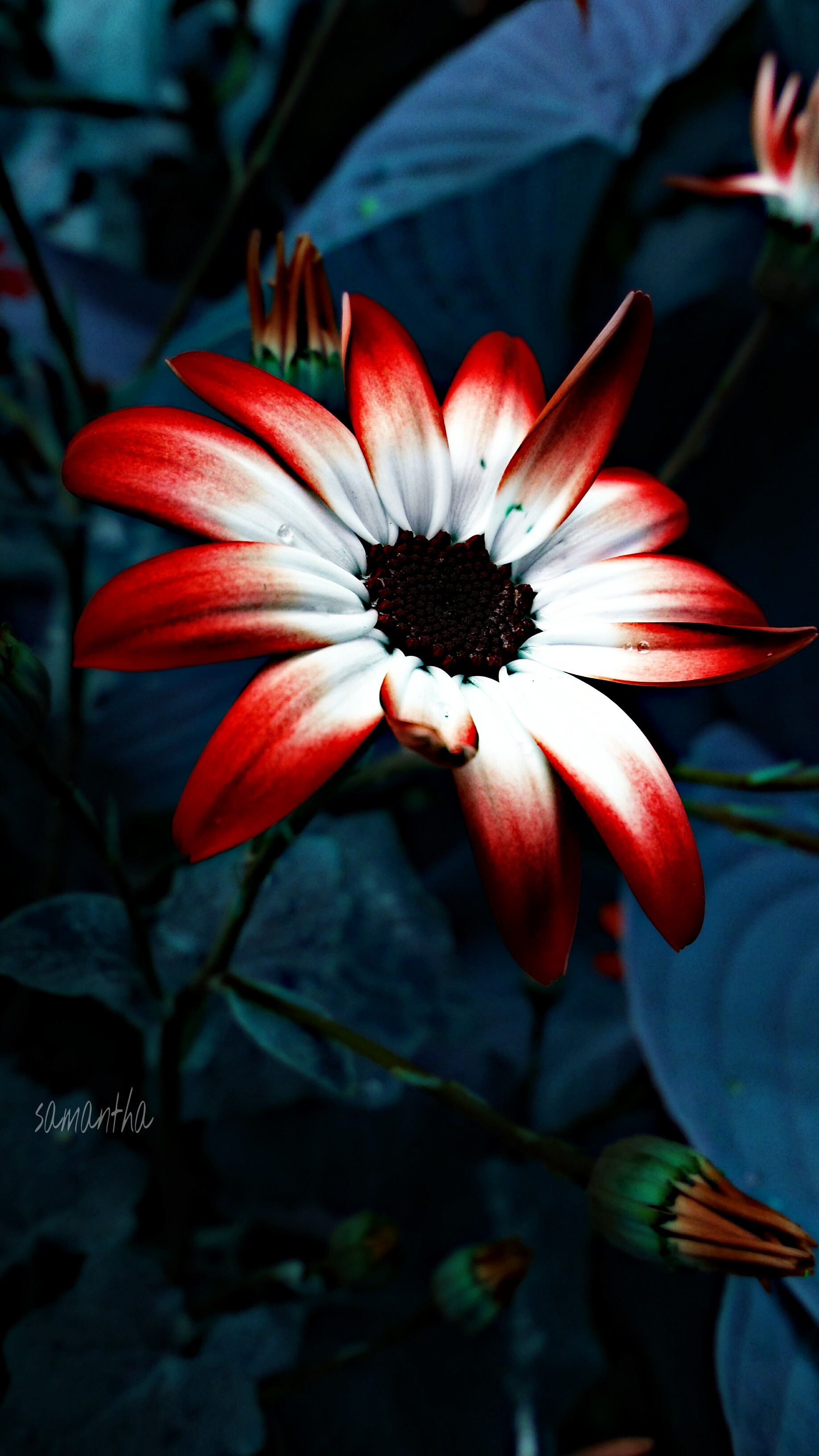 red nature photography flower hdr 