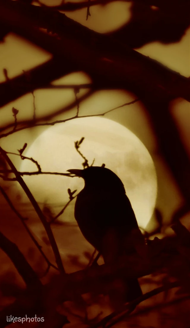 when I finally begin to drift
into sleep
your memory is the...first
and the moonlight
the last, to kiss my face♡
Sanober Khan 

#backlight #moon #night #emotion #quotes #birds #reedit #nature
