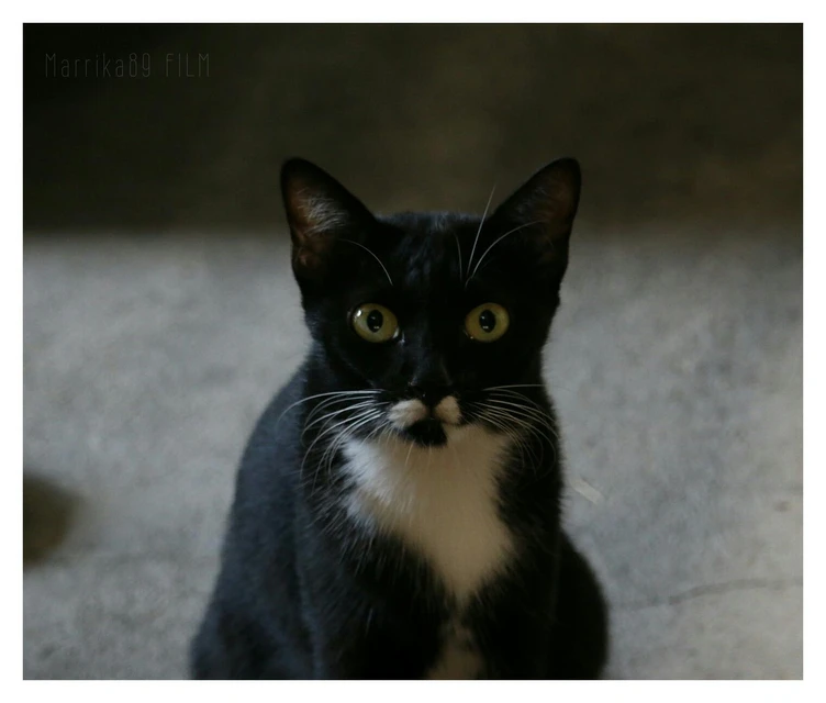Cat Pet Ilovecat Image By Katty 케이트 Cat Pet Ilovecat Image By Katty 케이트