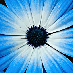 pcflowersnearyou flowersnearyou blue flower nature pccentered pcdominantlyblue pcshadesofblue pcminimalism pclookdown